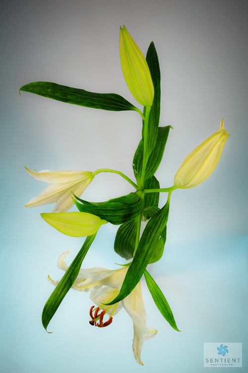 Lily
