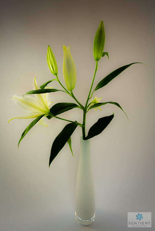 Lily Portrait