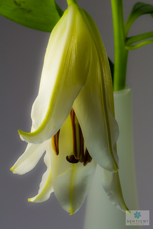 Lily
