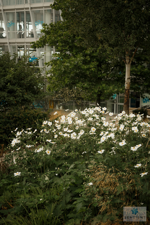 Liverpool One Flowers & Gardens
