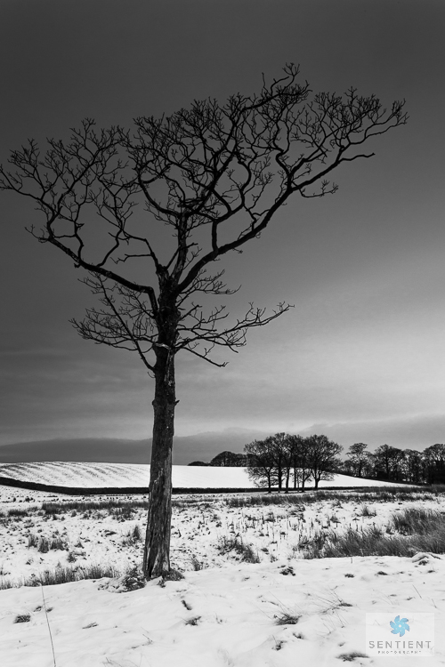 Lyme Park Snow Tree - 3 Views #1