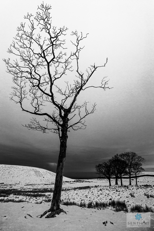 Lyme Park Snow Tree - 3 Views #2
