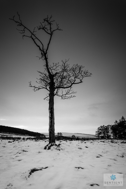 Lyme Park Snow Tree - 3 Views #3