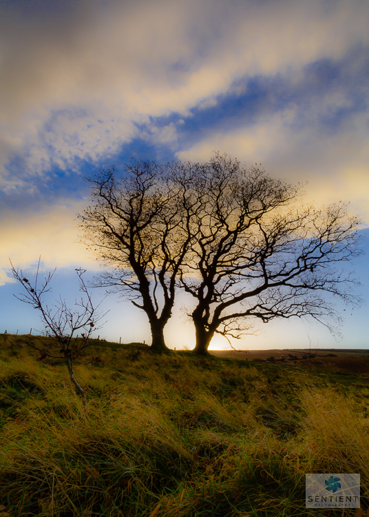 Lyme Park Tree Sunrise