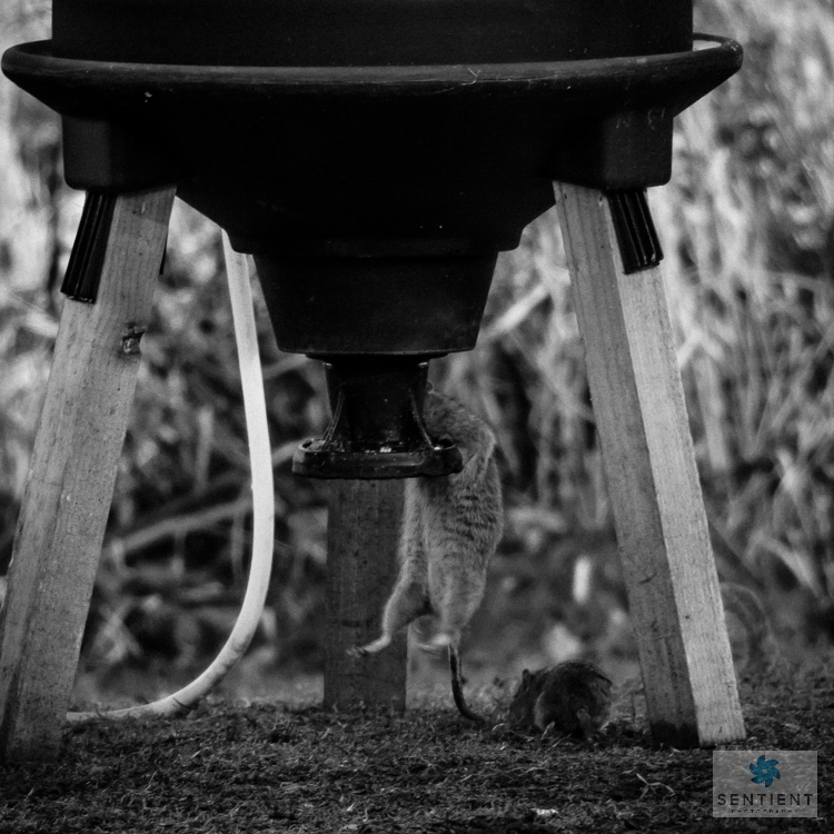 Rat on Grain Bin, Martin Mere, Rat, Lancashire