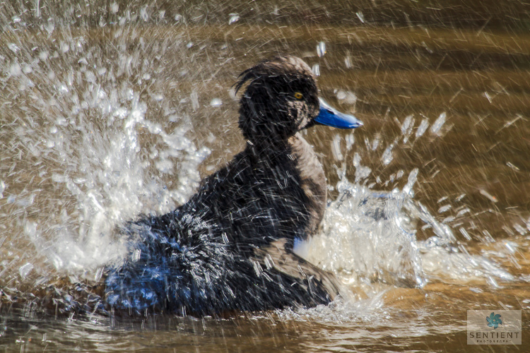 Duck Splash, Martin Mere Lancashire