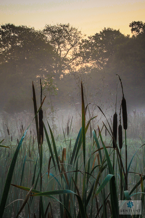 Misty Morning Bulrushes #2