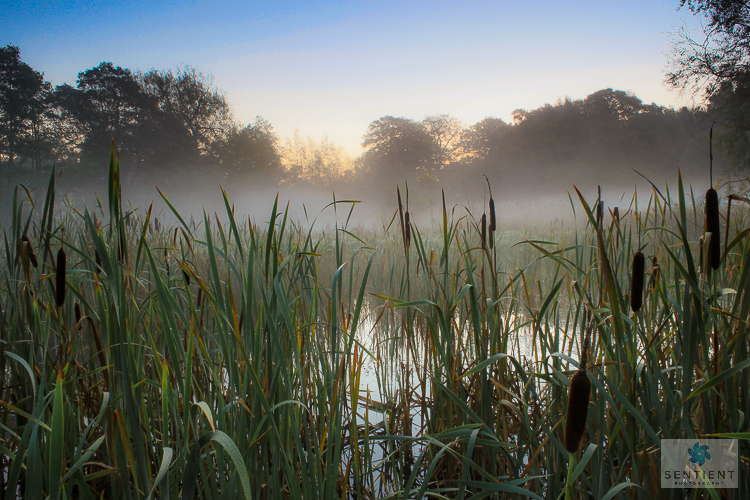 Misty Morning Bullrushes
