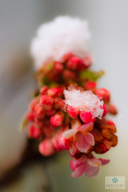 Icy Buds