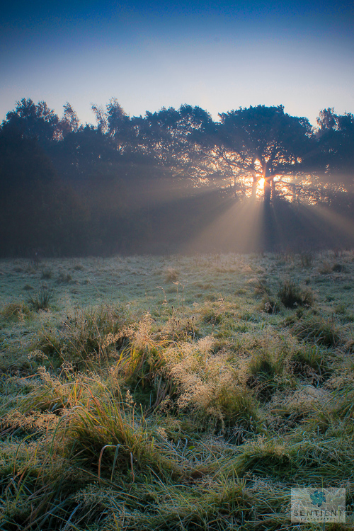 Morning Sun Rays