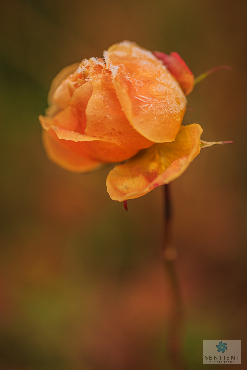 Orange Rose