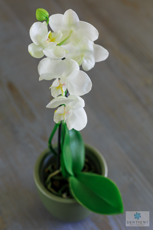 Orchid Plant