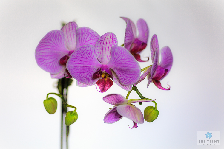Orchid Portrait
