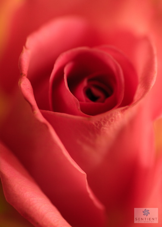 Pink Rose-2