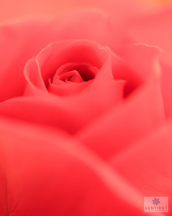 Pink Rose-3