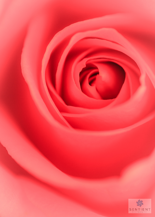 Pink Rose-4