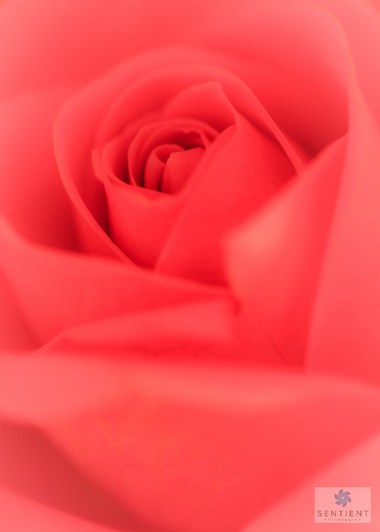 Pink Rose-5