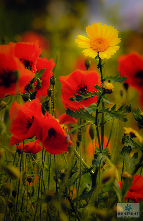 Red Poppies & Yellow Flower