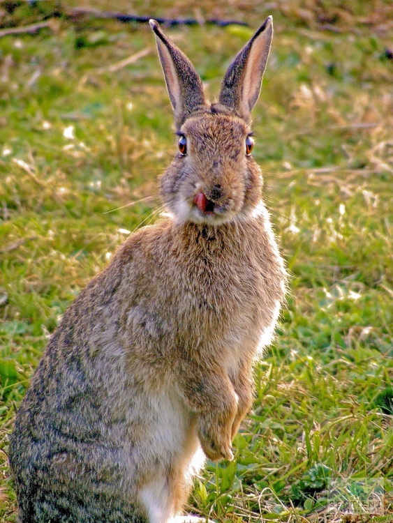 Rabbit Licking Its Lips