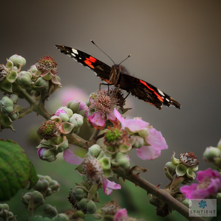 Red Admiral
