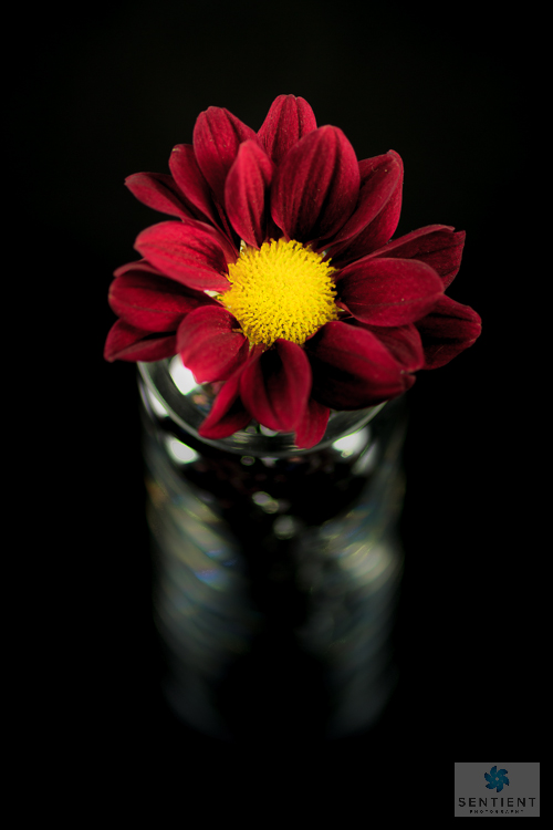 Red Daisy in Shiny Vase