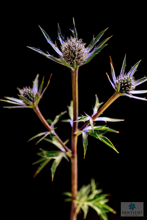 Sea Holly