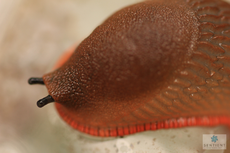 Slug Close Up #1