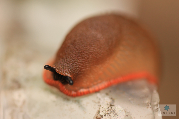 Slug Close Up #2
