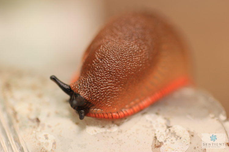 Slug Close Up #3