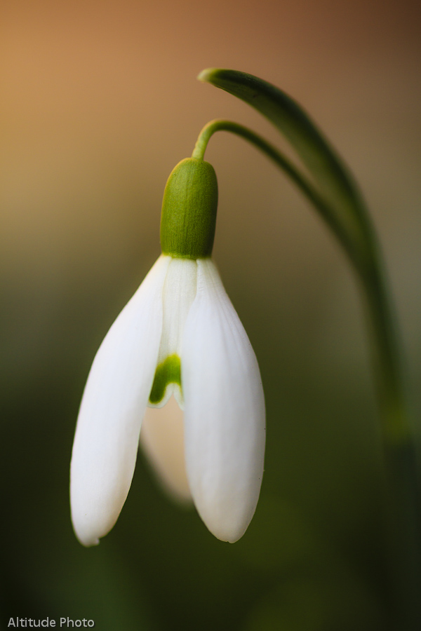 Snowdrop