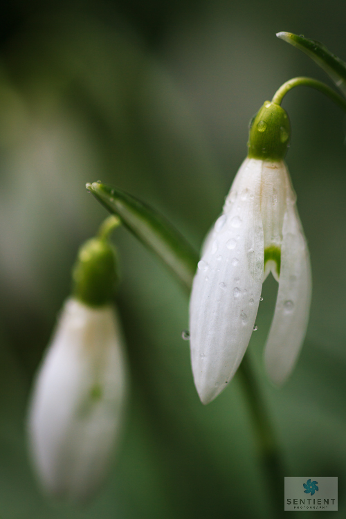Snowdrops