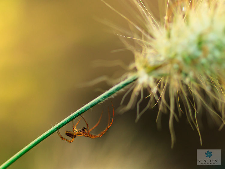 Spider on Grass Stalk, Manchester