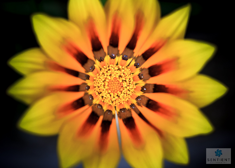 Sun Flower Portrait