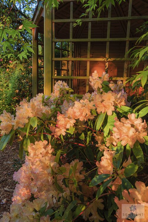 Sun House Garden - Bramhall