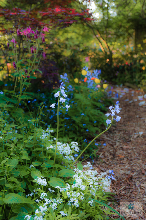 Sun House Garden - Bramhall