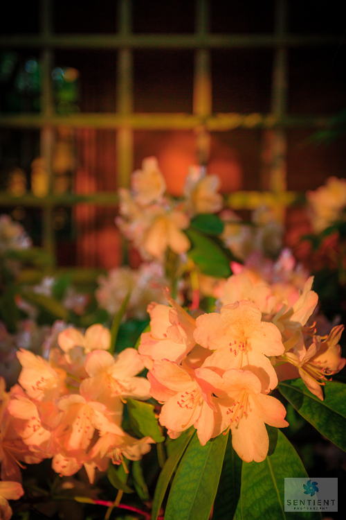Rhododendron, Sun House Garden