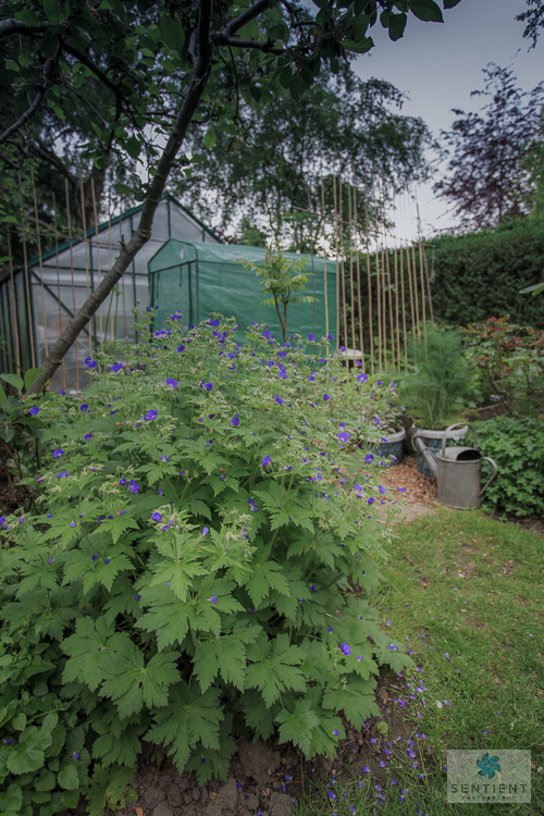 Sun House Garden - Bramhall