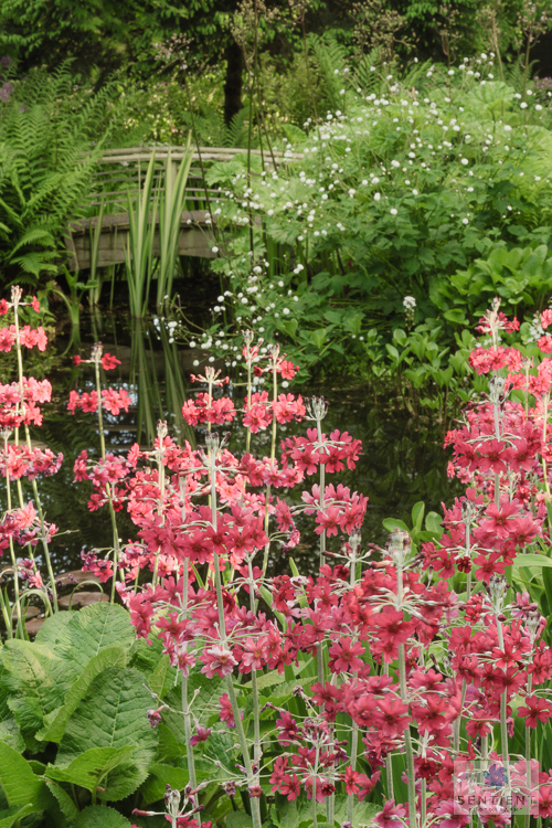 Sun House Garden - Bramhall