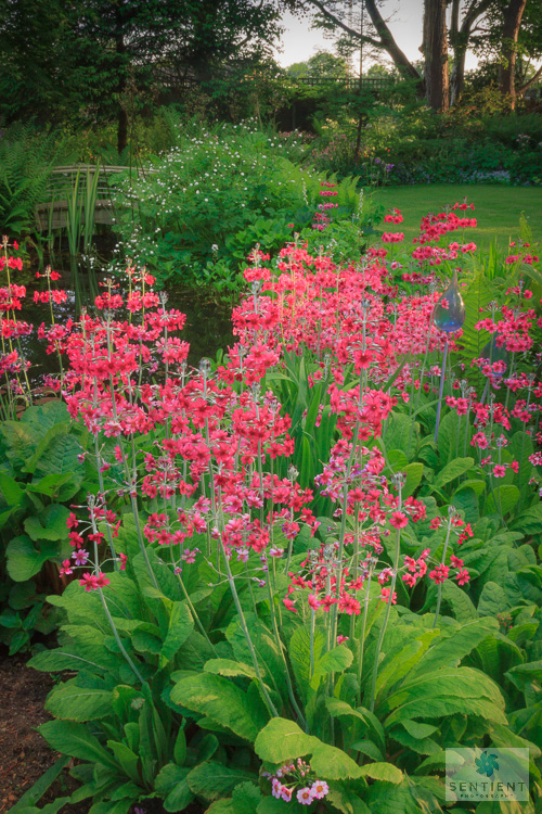 Sun House Garden - Bramhall