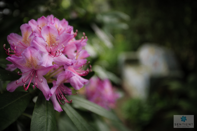 Rhododendron, Sun House Garden