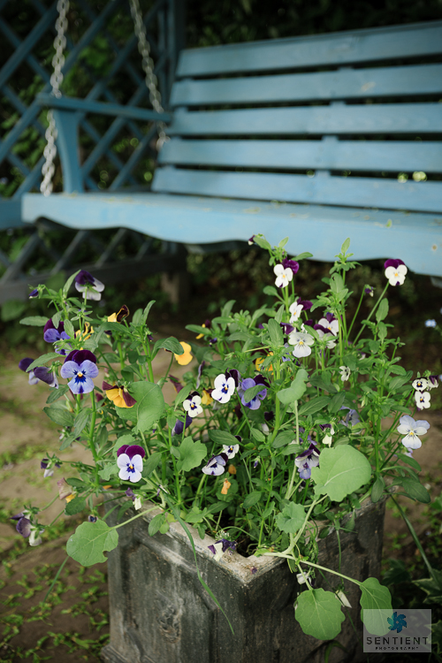 Pansies, Sun House Garden