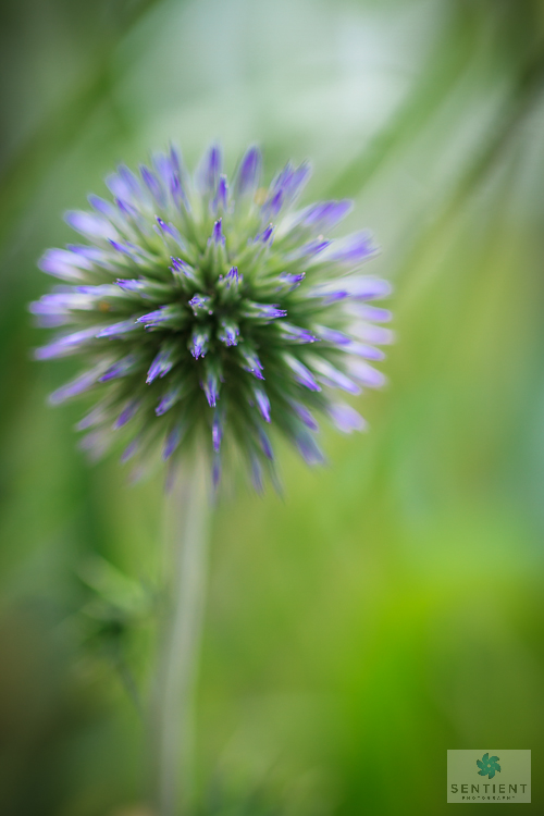 Thistle