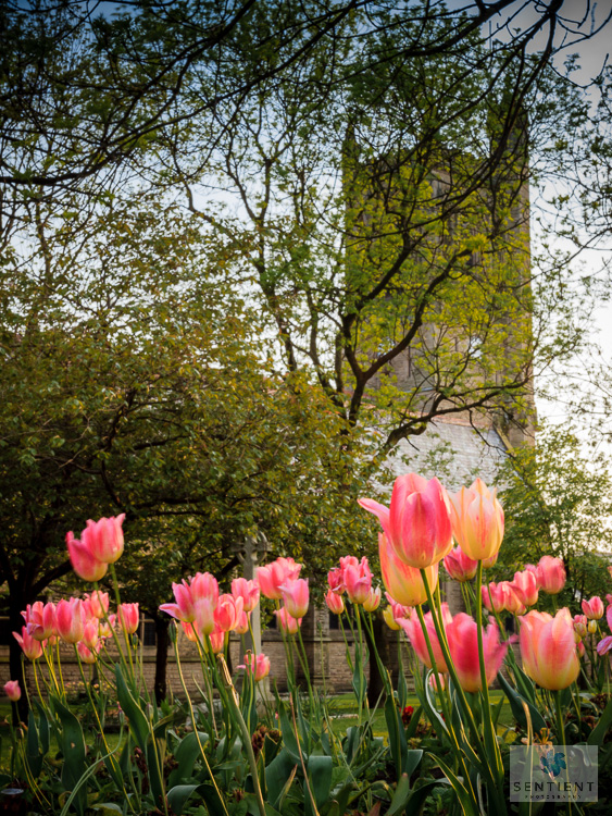 Tulips - Swinton Church