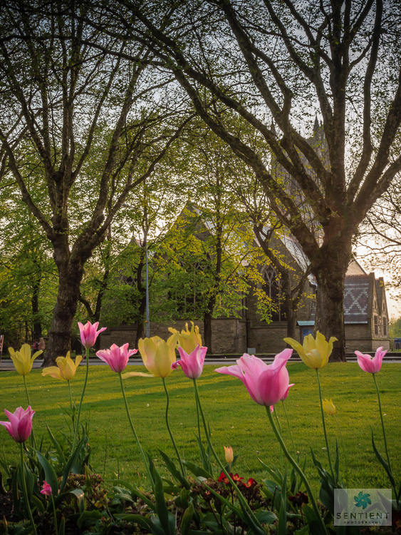 Tulips - Swinton Church