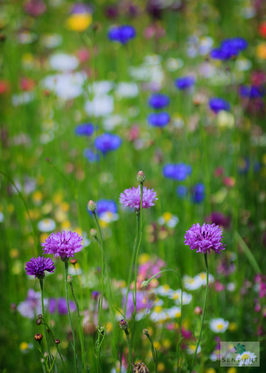 Wild Flower Meadow #4