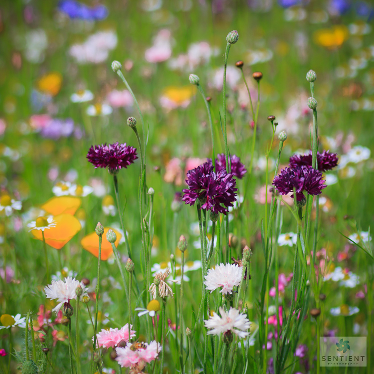 Wild Flower Meadow #5