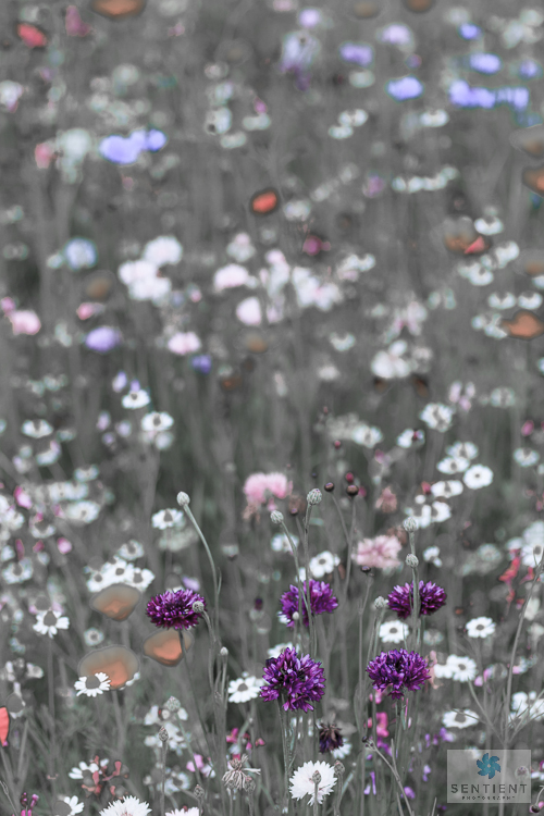 Wild Flower Meadow #6