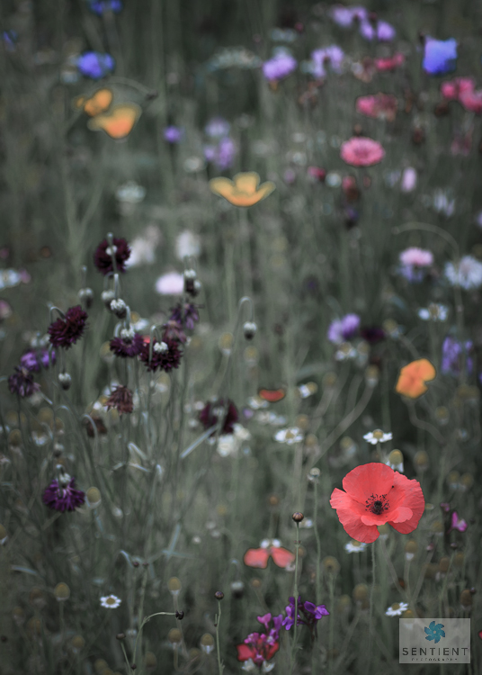 Wild Flower Meadow #7