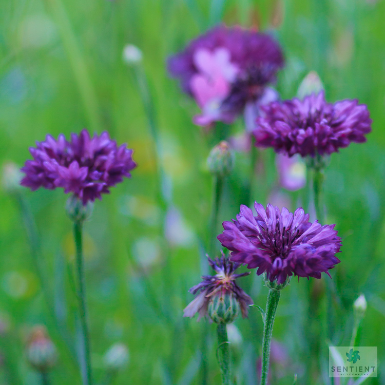 Wild Flower Meadow #8