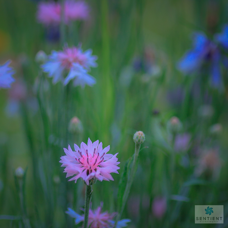 Wild Flower Meadow #1